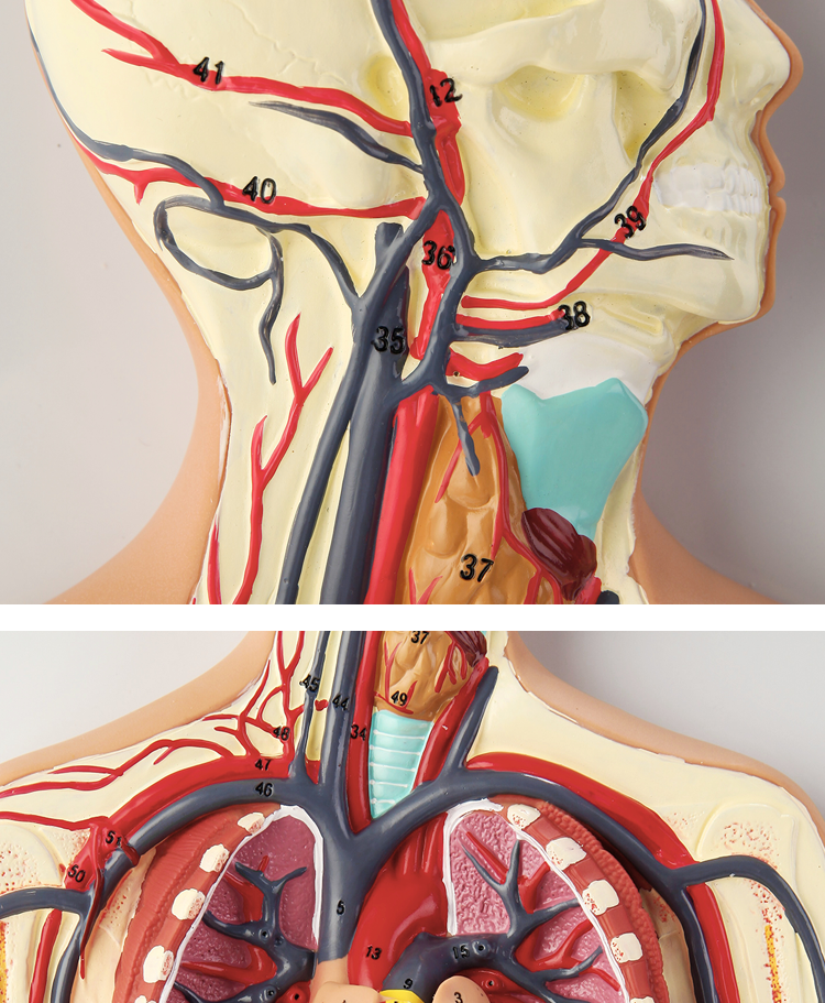 【顺丰速发】人体内脏血液循环模型心脏动脉静脉神经血管器官解剖医学