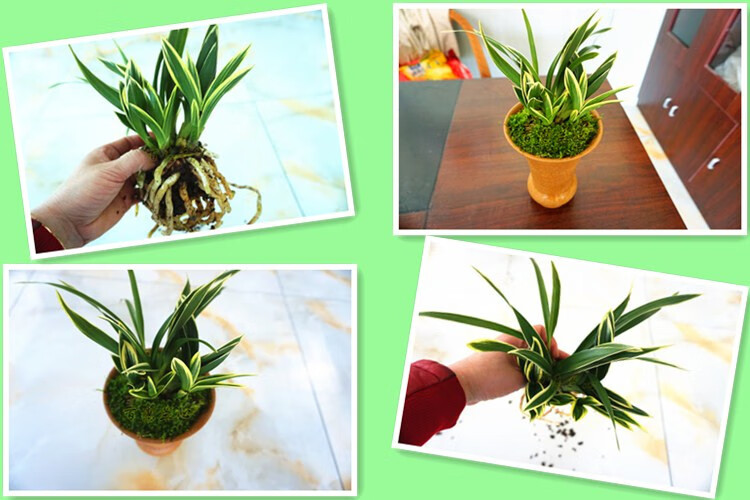 矮种金凤凰精品四季兰花建兰名品圆尾艺兰花卉草不含盆谷芹 达摩冠 5