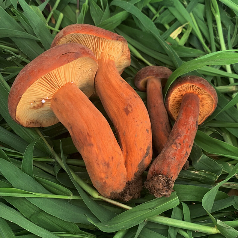 奶浆菌新鲜食用蘑菇云南楚雄菌新鲜奶浆菌500g