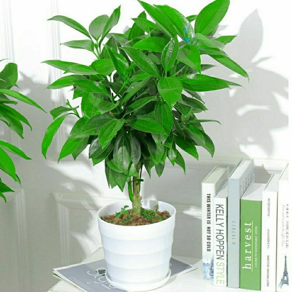精选现发大型平安树盆栽幸福树室内客厅绿植花卉净化空气常青平安树60