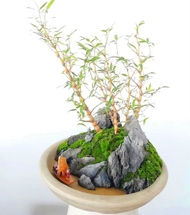 小米竹子盆栽姬翠竹盆景榆树榆郎室内办公桌茶几摆件簕竹青苔菖蒲