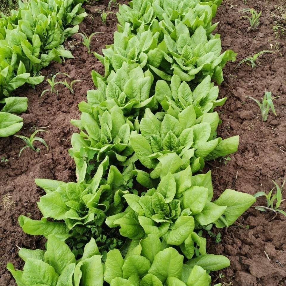 赤卉萵麻菜種子葉用萵苣麻菜萵雞菜香香菜種子四川夏秋季蔬菜種子生菜