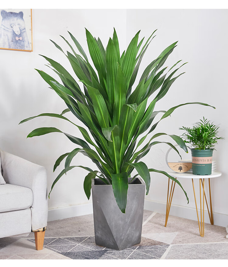 巴西铁盆栽青叶也门铁盆景铁树客厅走廊室内外植物吸常绿花卉 单杆高