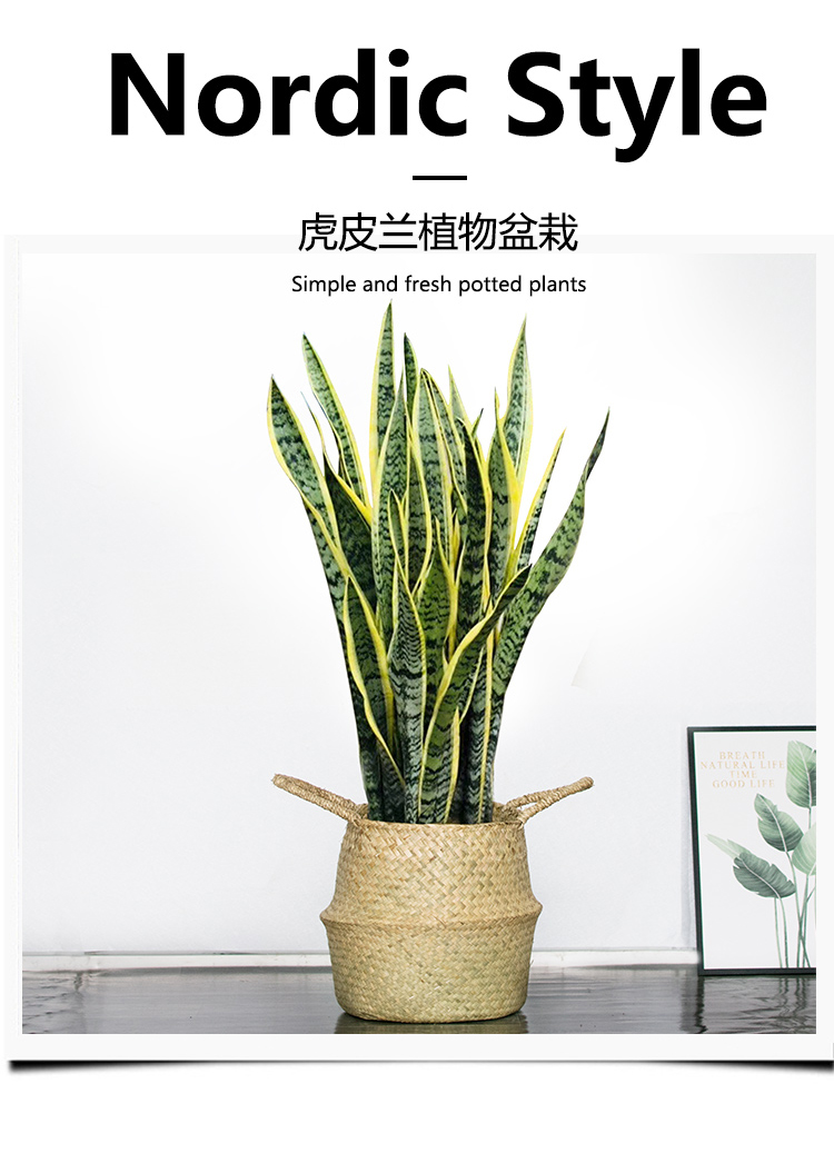 春之者大小金边虎皮兰虎尾兰盆栽大型绿植花卉白玉银脉虎皮兰盆栽室内