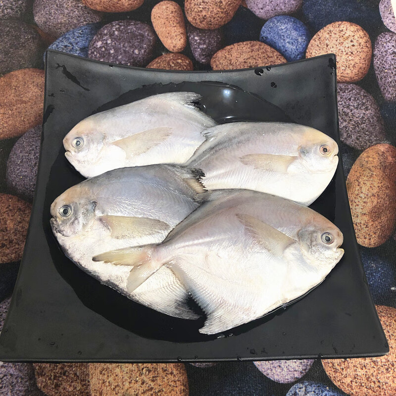 春光岛深海银鲳鱼平鱼晶鱼小镜鱼水产新鲜海鲜海鱼2000g【图片 价格