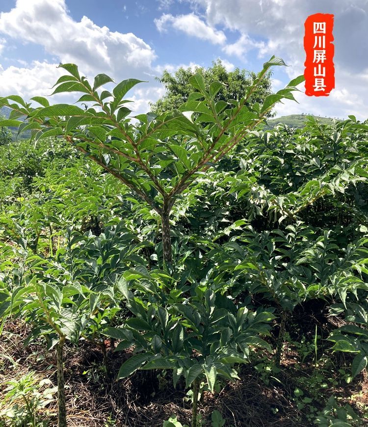 魔芋粉四川特產魔芋豆腐粉精粉可煮粥代餐粉豆腐原料500g全套工具製作