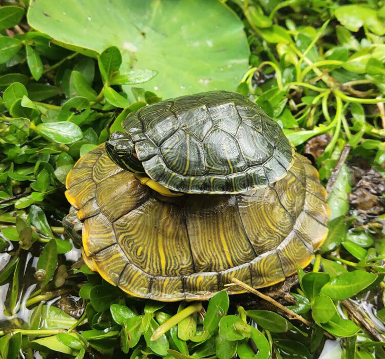 班奇盾 情侣小乌龟活体小巴西龟苗活物绿色彩龟一对红耳龟宠物观赏龟