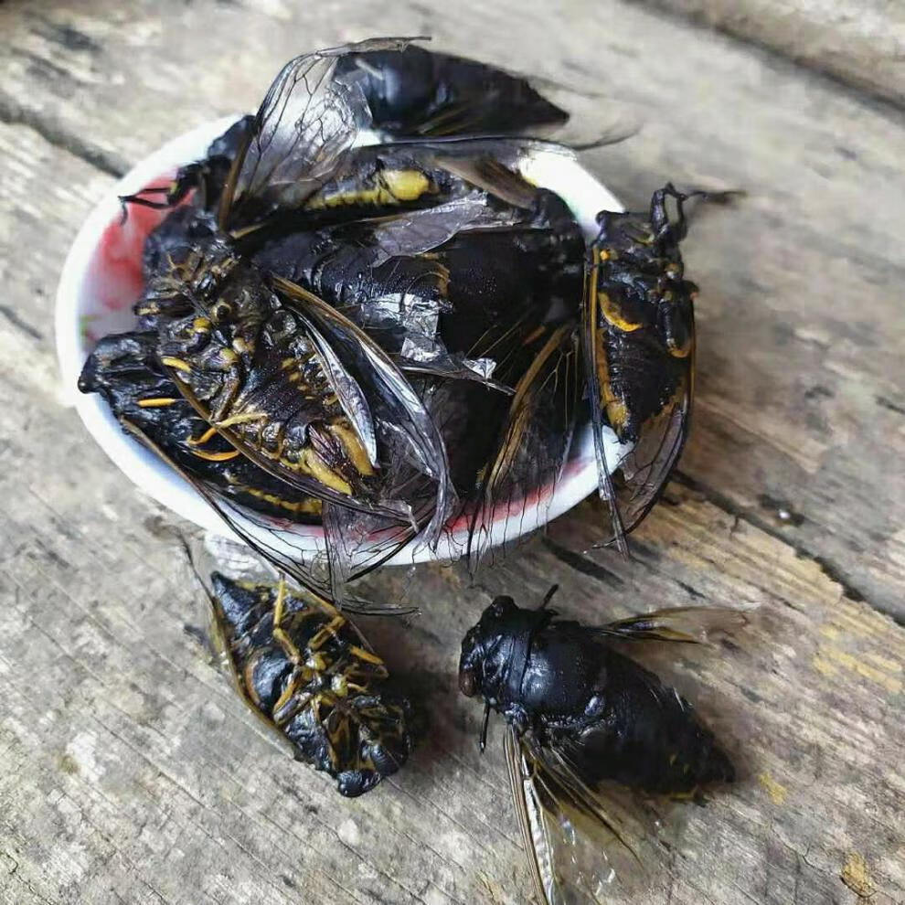 猴黑蝉 黑知了猴 多规格 新鲜活体速冻 金蝉老知了 蝉蛹蜕皮黑蝉 公黑