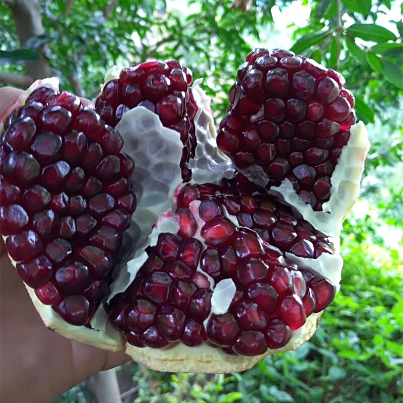 奢旺【现摘现发】黑籽酸石榴攀枝花鸽血石榴新鲜孕妇水果酸甜当季大果