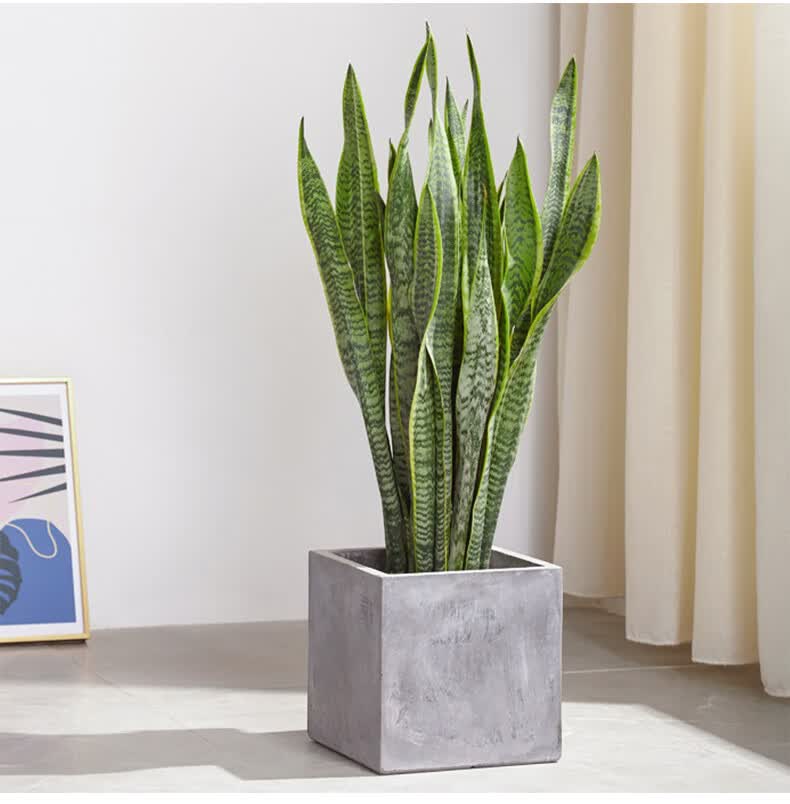 虎皮兰盆栽室内客厅办公室大型北欧绿植7080cm含白圆柱瓷盆含盆