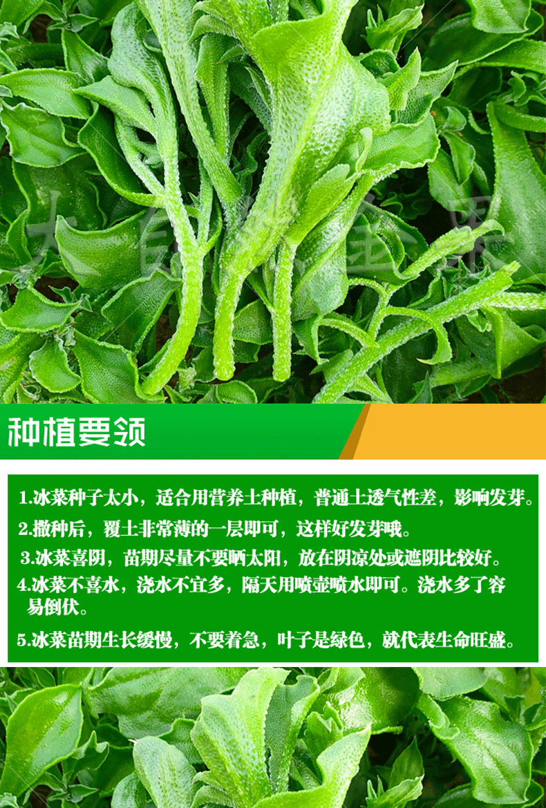 水晶冰菜種子進口冰草種籽四季播青菜籽多茬收陽臺盆栽蔬菜種子冰菜