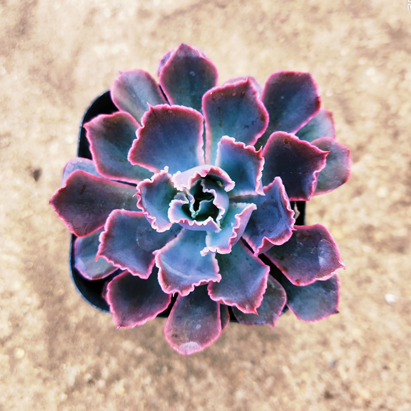 多肉植物稀有品种盆栽组罗宾红玫瑰室内阳台新手四季好养趣味肉肉35cm