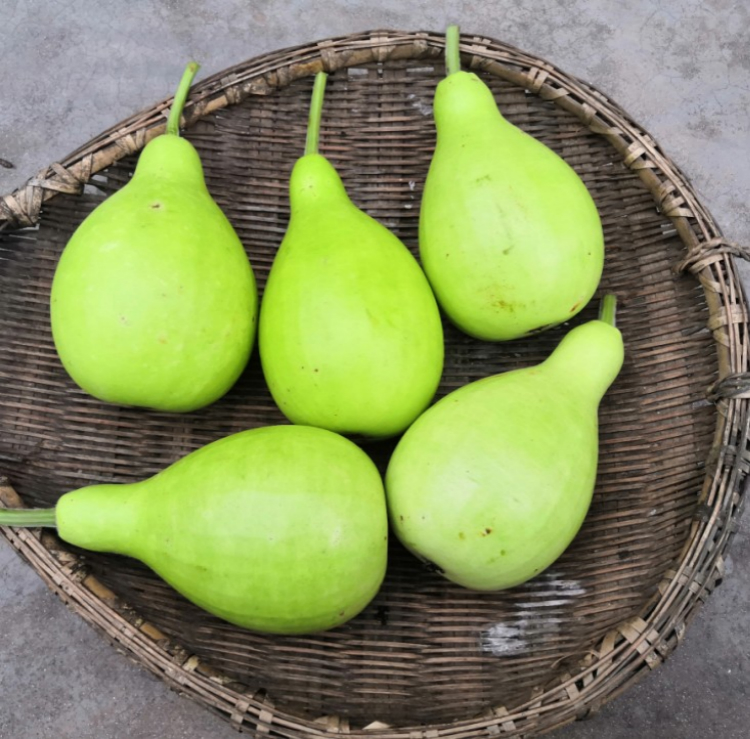 现货新鲜蒲瓜田蒲农家种植短瓠 瓠瓜 新鲜农家菜 葫芦瓜 10斤