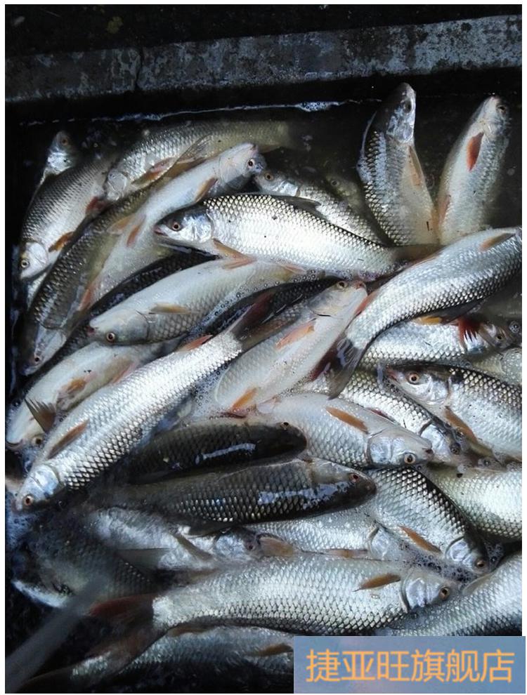 钓鱼小药鲮鱼饵料石鲮泰鲮土鲮套餐湖库野钓鲮鱼饵料专攻添加剂新品一