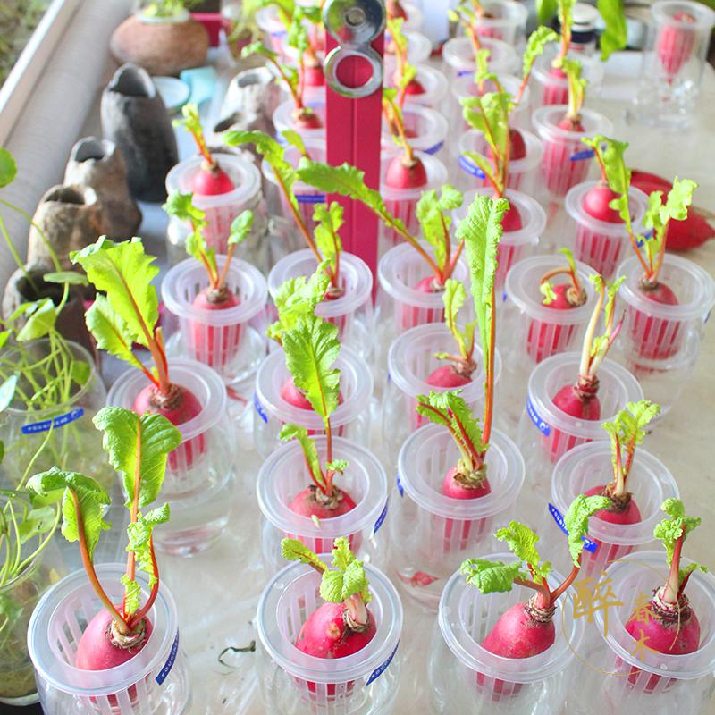 水培萝卜韭菜盆栽幼儿园植物角儿童观察日记小学生记录已发芽蔬菜 小