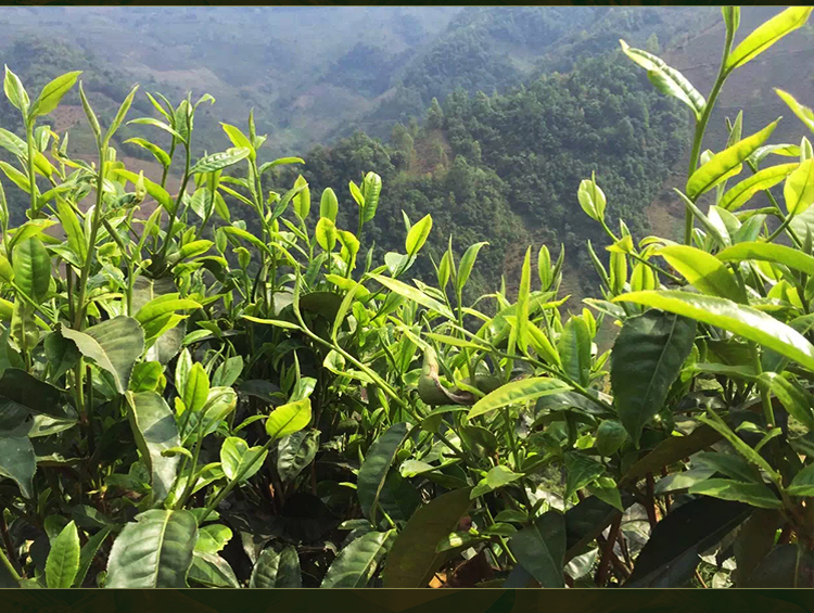 霄青竹 2021年春茶小户赛云南临沧古树普洱茶生春茶叶200克元旦春节送