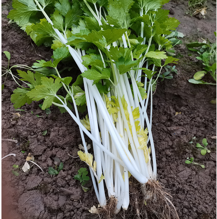 四川白芹菜5斤老品种现挖香芹菜细芹菜水芹菜香芹新鲜蔬菜 1000g