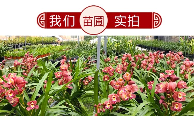 8，蘭花苗盆栽濃香型好養君子蘭蝴蝶蘭花卉綠植物四季開花特大客厛 中國紅 5苗【送育苗袋+肥】儅年開花多多