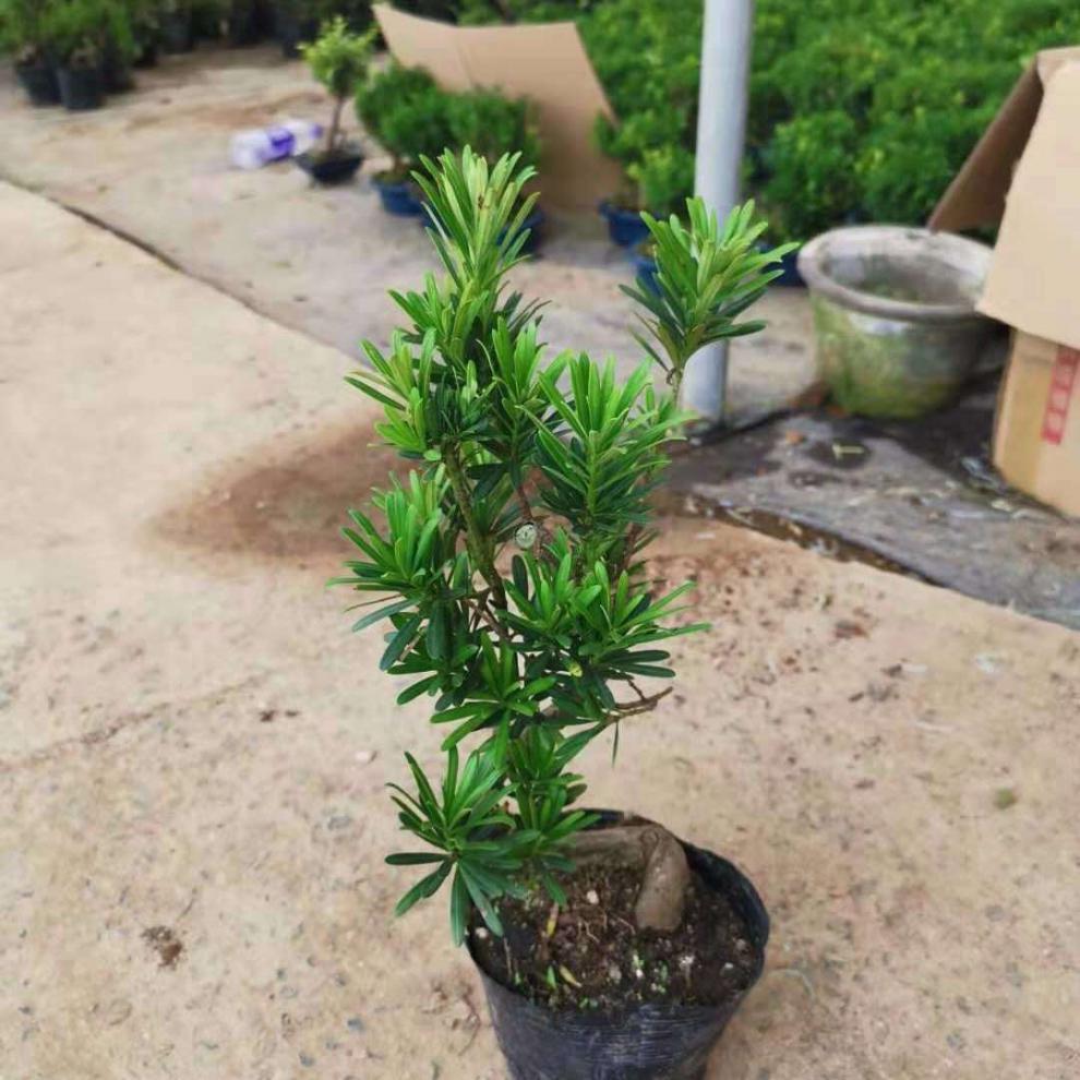 圆叶黑珍珠小叶罗汉松 罗汉松树苗 盆景素材 小品 罗汉松小苗 黑珍珠4