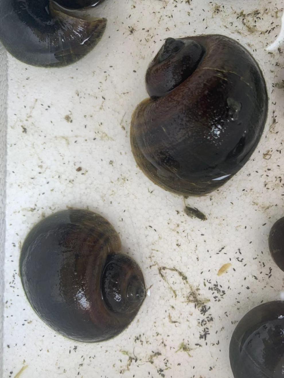 楠苑秋颖观赏螺活体大田螺锦鲤金鱼龙鱼缸吃粪便垃圾藻类淡水清洁螺