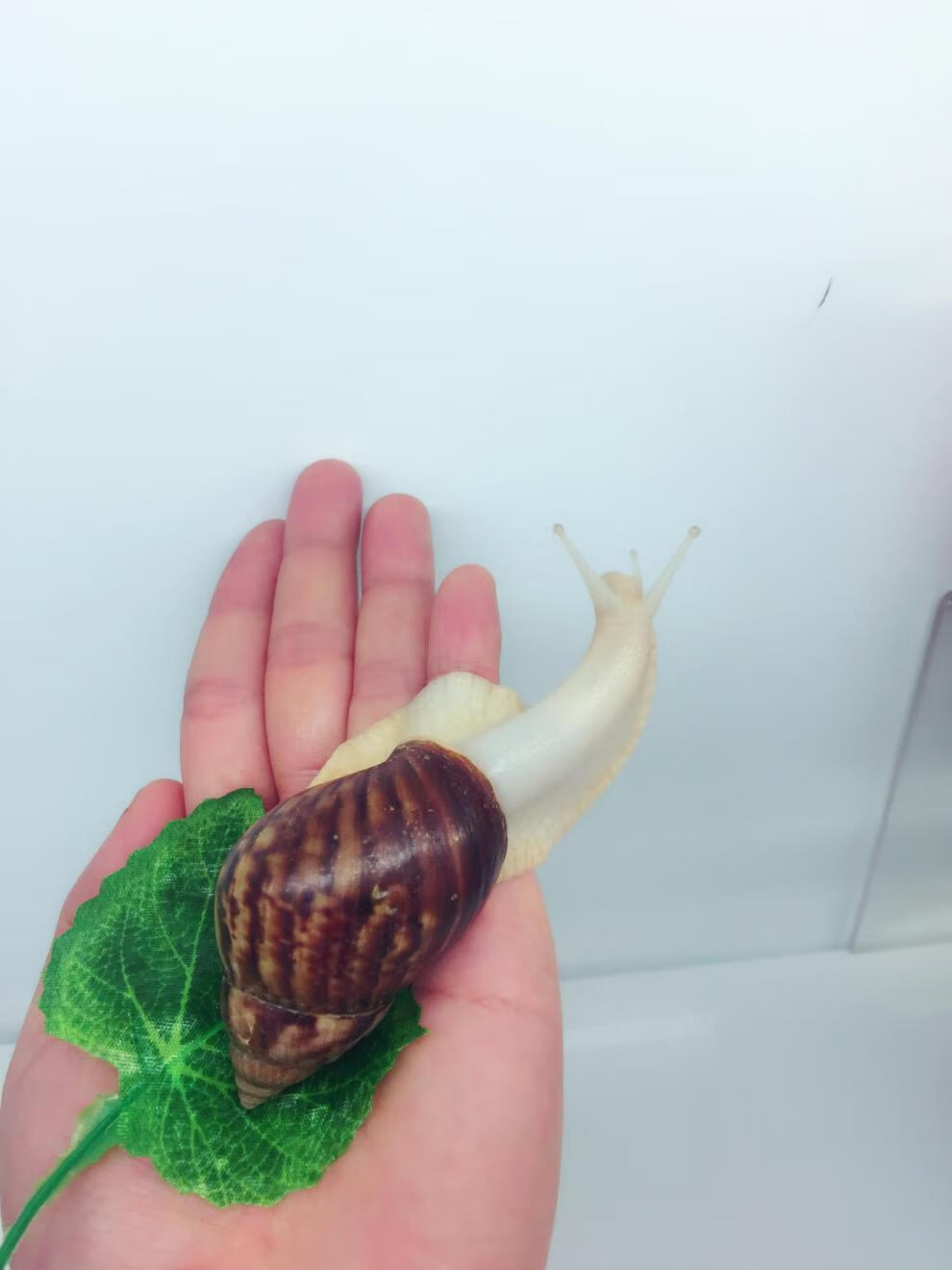 白玉蜗牛新手套餐美容蜗牛宠物蜗牛活体观赏蜗牛教学蜗牛中号5只