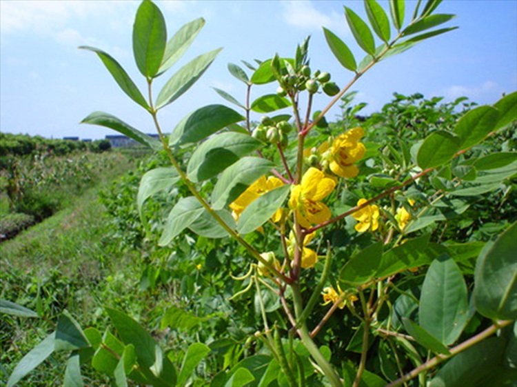 灭蛇草 驱蛇奇草望江南庭院种植花卉植物 20厘米左右高苗 不含盆