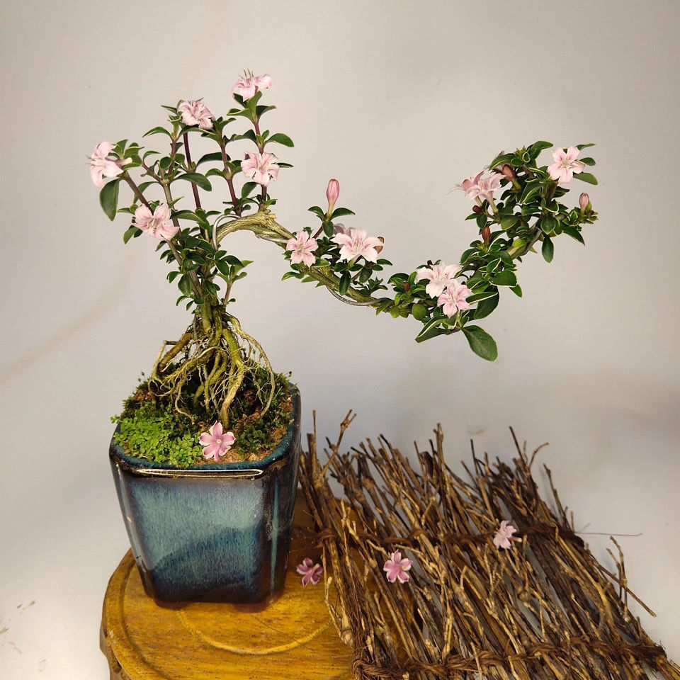 悬崖六月雪提根小盆栽净化空气甲醛绿植桌面办公室造景植物盆栽六月雪