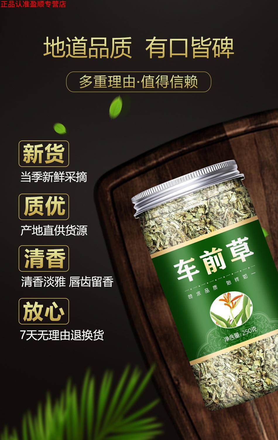 车前草药用价值 药效图片