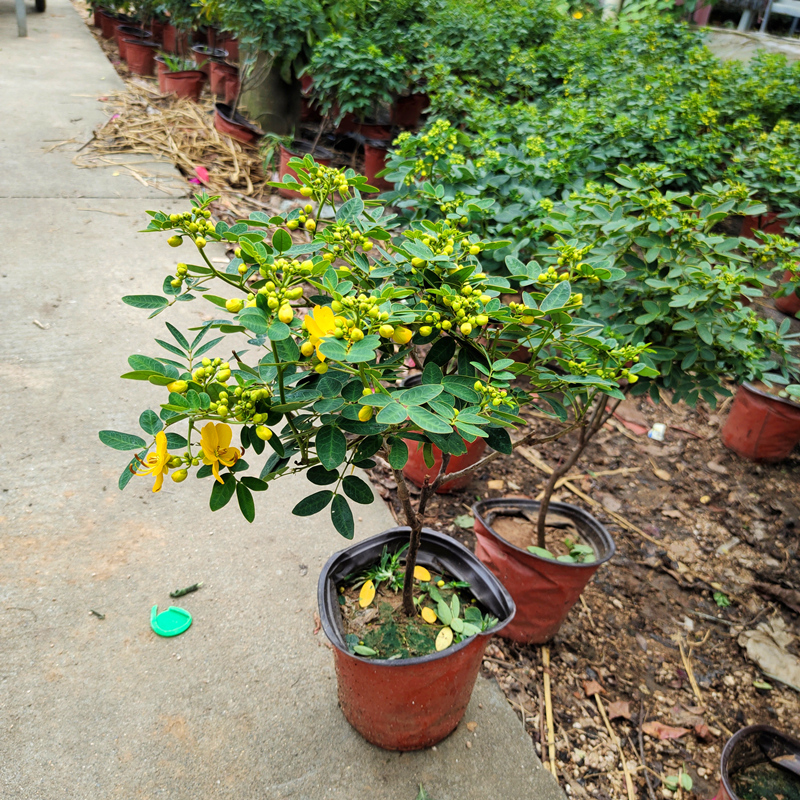 畷园黄金梅盆栽花苗黄槐决明子植物花苞满满耐寒耐冻庭院盆栽花期长好
