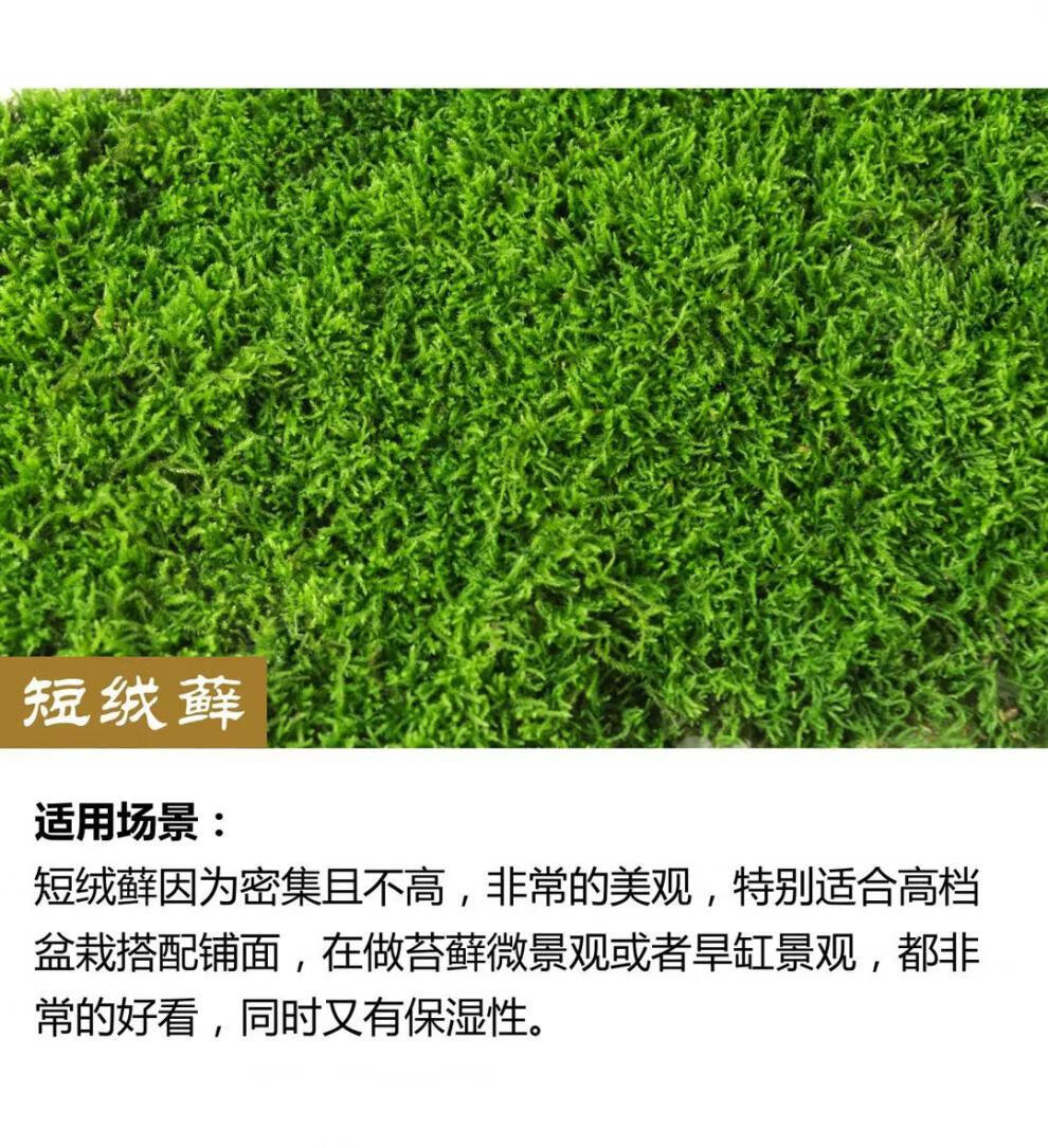 9，苔蘚微景觀青苔盆景裝飾造景植物鋪麪鮮活假山水陸缸diy室內綠植 短羢蘚12*8厘米/盒 5盒