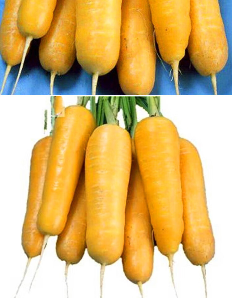 黄色胡萝卜种子黄胡萝卜种籽黄参内芯鲜黄高产特色蔬菜种籽荷兰黄石胡