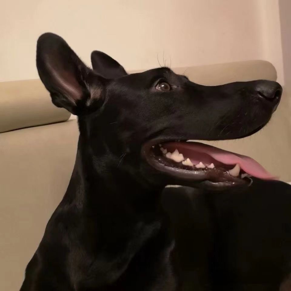 中华黑狼幼犬三个月军犬警犬小狗狗幼崽活物看家护卫纯黑狼狗真狗