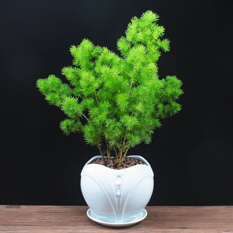 苏购蓬莱松盆栽室内室外耐寒植物四季常青蓬莱松盆景