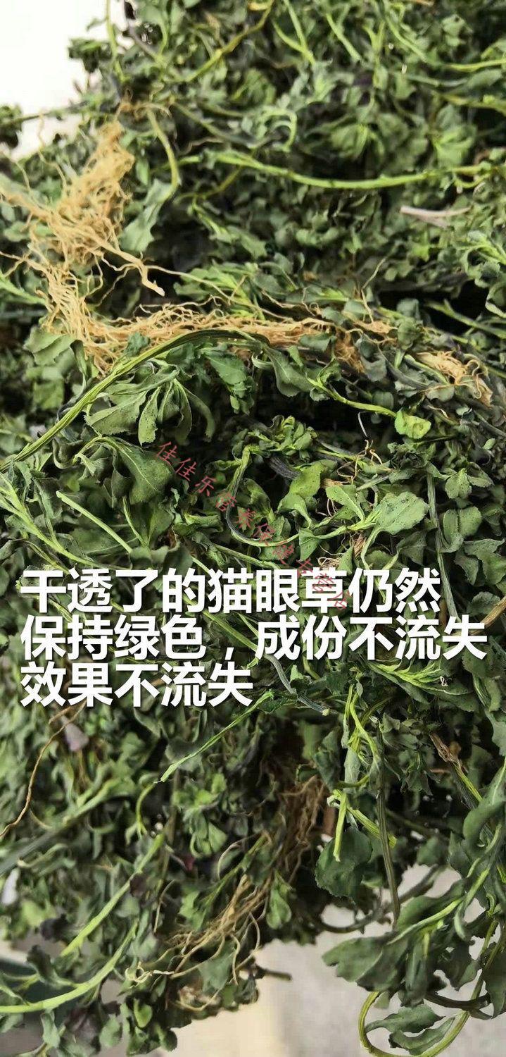 今年新货整株全草干鲜品猫眼草泽漆五朵云翠绿马虎眼暴晒一斤现晒干品