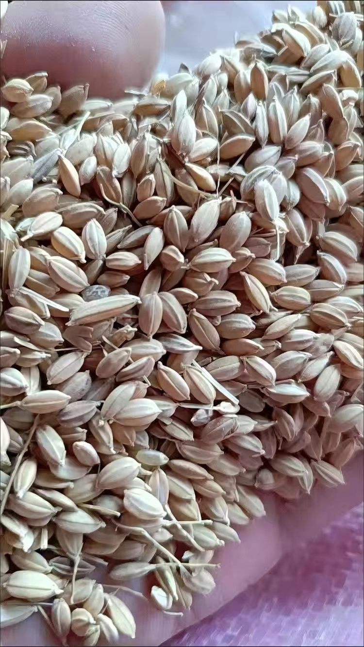 稻谷喂鸡10斤带壳谷子东北水稻稻谷粮食杂粮喂鸡鸭鹅鸽鸟宠物饲料5斤