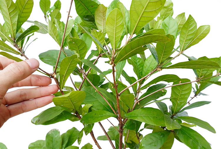 姜芮神秘果苗盆栽神秘果树苗庭院阳台带叶广西容县 神秘果五年苗 70cm