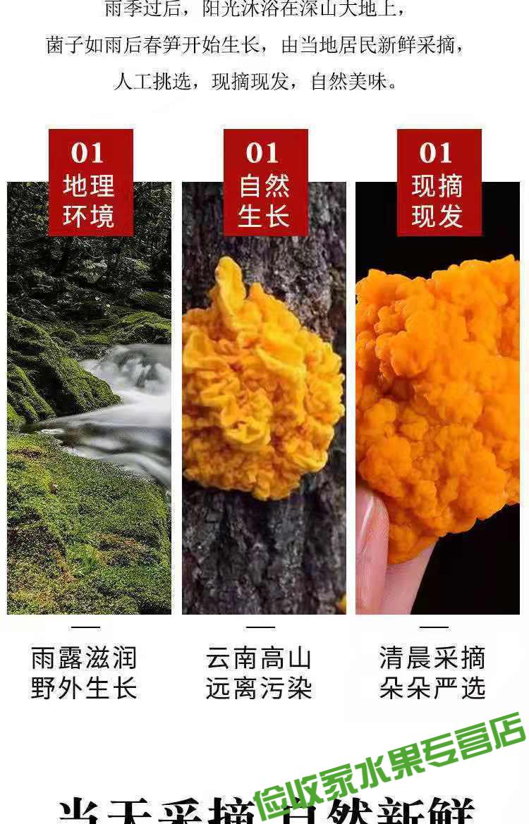 新鲜野s生菌金耳菌黄金耳金木耳胶质新鲜金耳菌胶质 500克【图片 价格