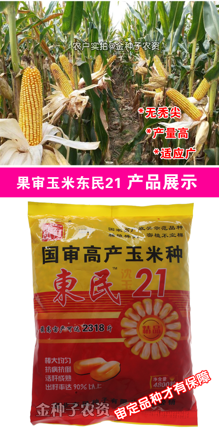 大田种植杂交玉米种子基地 高产大穗抗病国审玉米 矮大棒/沈玉21/4400