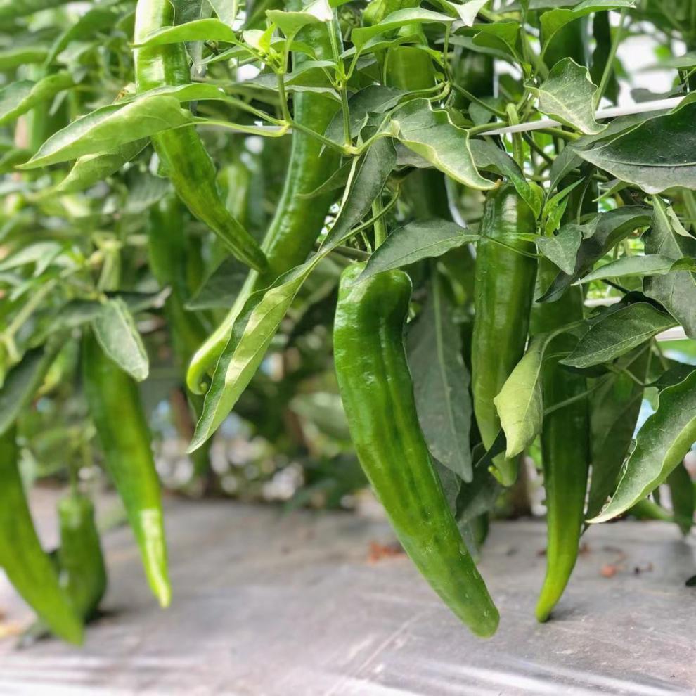 辣椒蔬菜薄皮青椒牛角椒红辣椒自产现摘现发泡沫箱包装坏果包赔5斤现