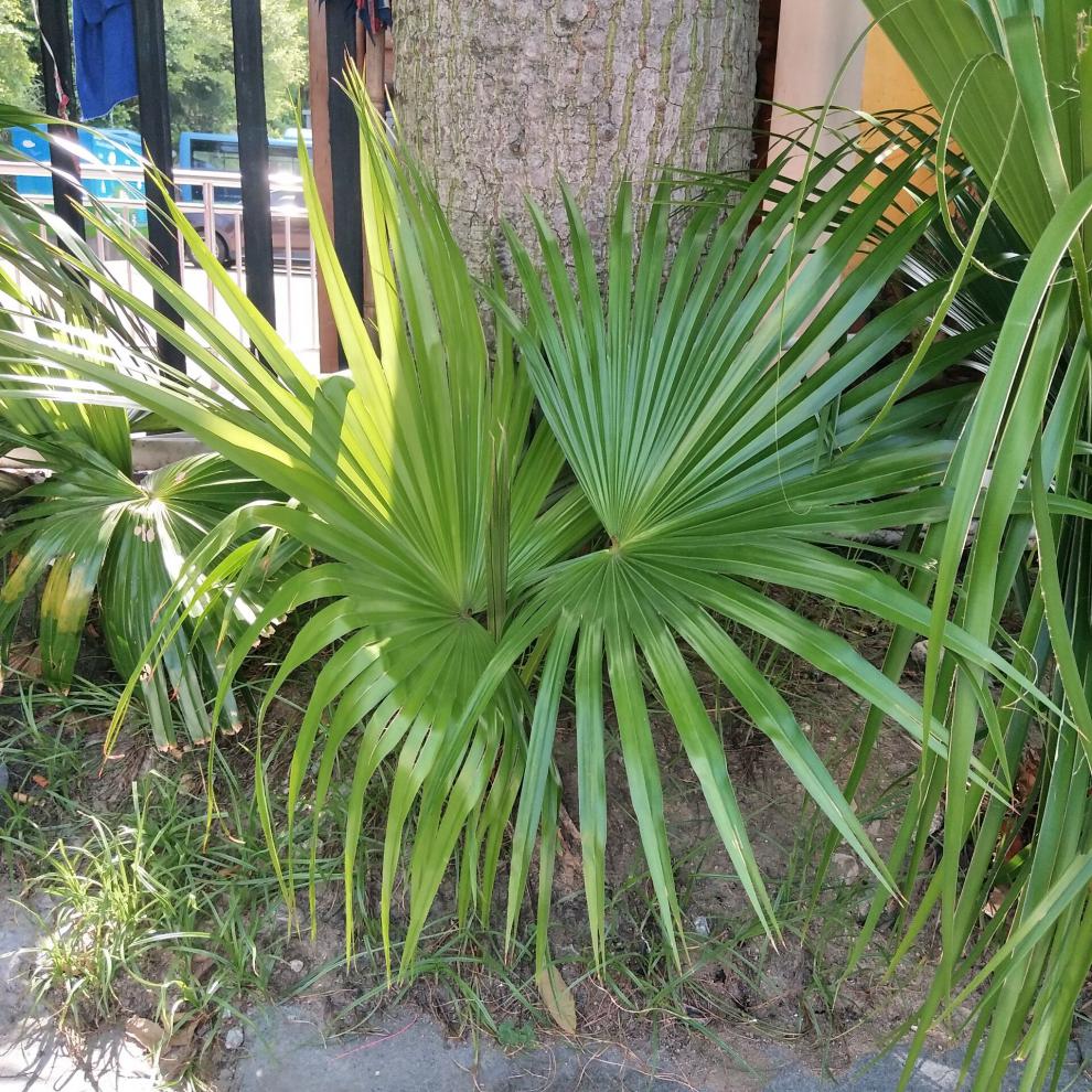 蒲葵树苗葵树苗棕榈树苗扇子树树棕树苗庭院绿化苗木1315米高其他