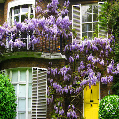 【开东阁】粉紫色 精品紫藤四年苗1颗【当年开花多】【图片