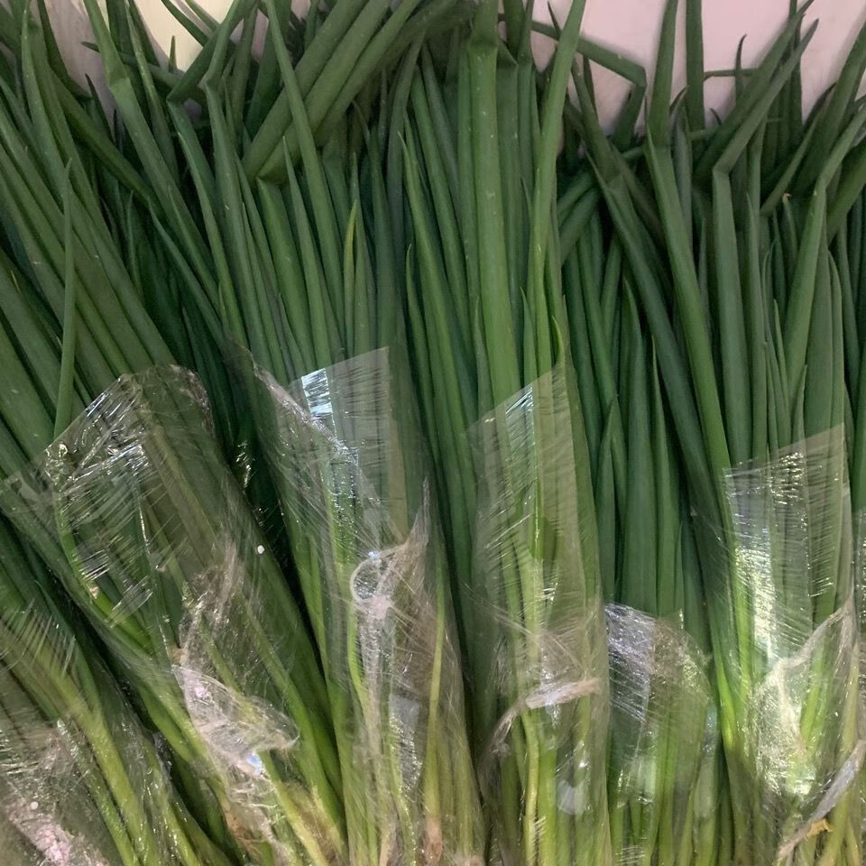 春光岛东北新鲜小葱小水葱打饭包香葱蘸酱菜鲜香微辣味道正宗 新鲜