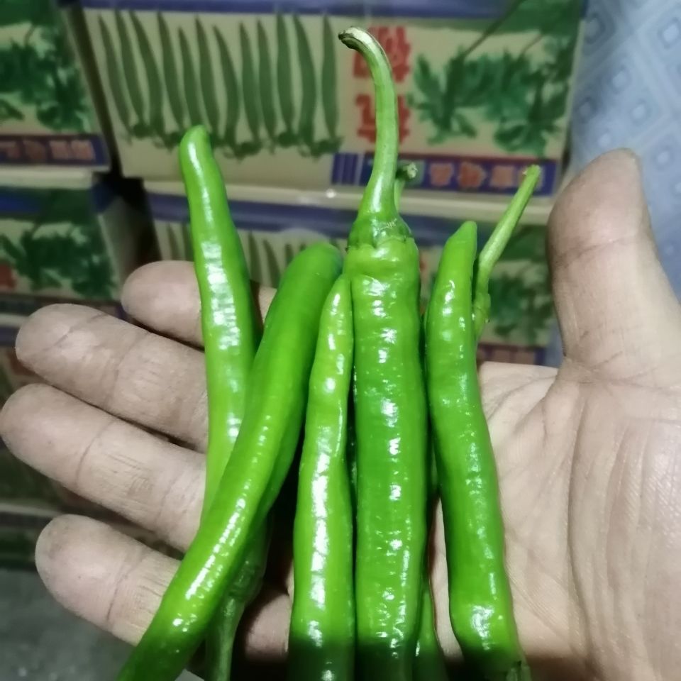 新鲜杭椒软皮真杭椒农家自种微辣中辣好吃不贵新鲜到家34软皮杭椒不辣