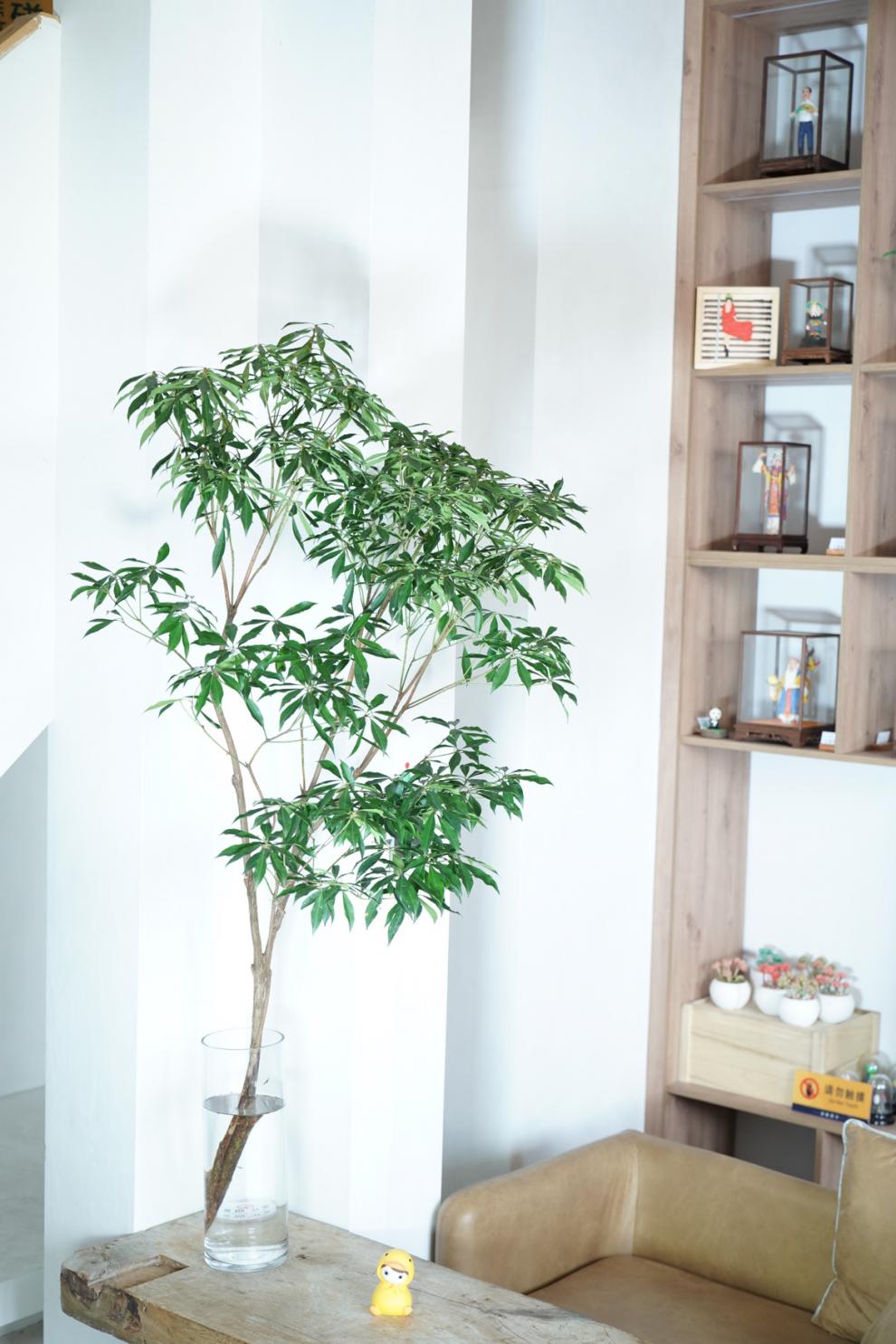 懒人绿植网红马醉木水培植物鲜切枝条盆栽室内插花材平替日本吊钟 50