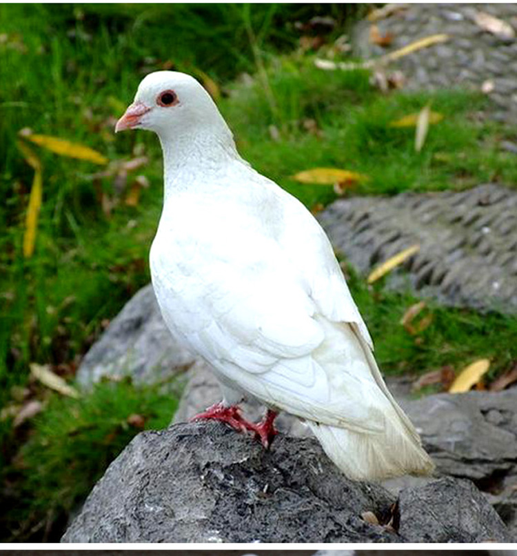 老鸽子土鸽子农家散养滋补煲汤生鲜肉鸽子肉新鲜现杀一对过年送礼送人