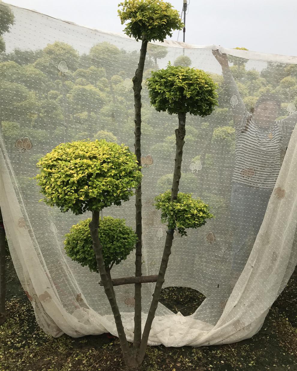 亮晶女贞造型树庭院别墅地景工程绿化金黄叶老桩盆景四季常青 5号【一