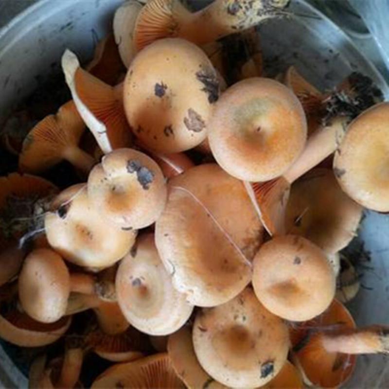 现货湖南野生丛菌不伞边新鲜松乳菇雁来蕈枞树菌雁鹅菌松树菌寒菌
