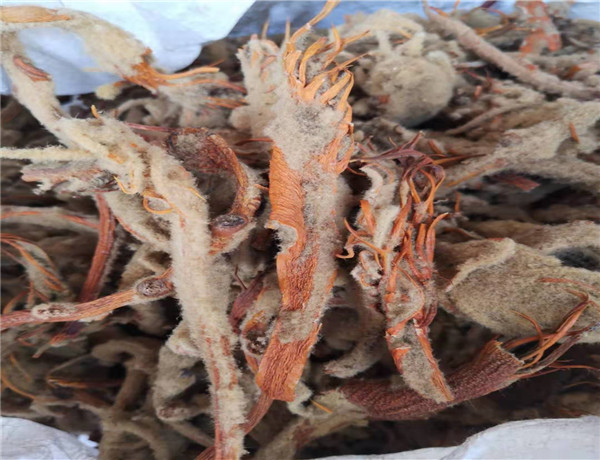 铁树花 雌花 中药材 500克 雌铁树花 另有铁树雄花 铁树果