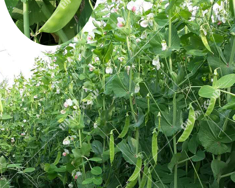 高產荷蘭豆種子大莢豆角蔬菜農家春季秋季菜園種植早熟菜豌豆種子食莢