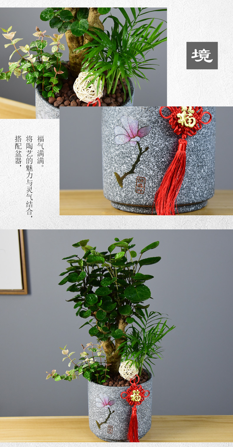 钱多多福禄桐金钱兜盆栽客厅办公室内绿植吸甲醛净化空气盆景 境林